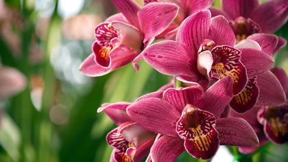 Cymbidium Orchid Mixed 2 pack